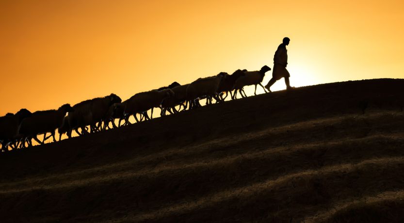 10 Symbols of the Bible Explained: picture of shepherd leading sheep