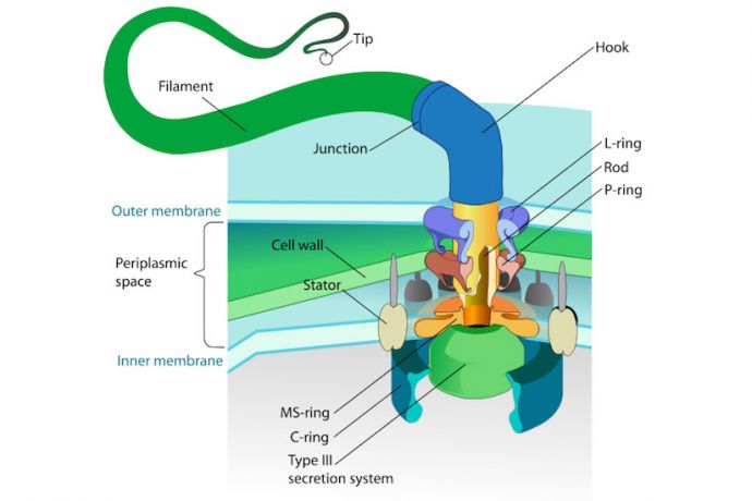 Bacterial Flagellum: Evidence for a Creator. Graphic from Wikimedia Commons by LadyofHats