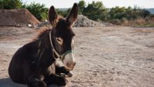 Balaam’s donkey saved his life... and talked to him!