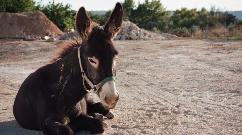 Balaam’s donkey saved his life... and talked to him!