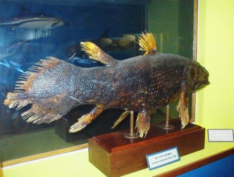 <p>Picture of the coelacanth caught in late 1938 in South Africa (photo by Bill Jahns).</p>