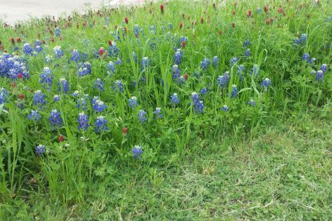 <p>Texas bluebonnets (photo by Becky Bennett).</p>