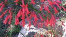 Photo of wildflowers in Israel to illustrate the article Consider the Lilies: Seven Lessons From Wildflowers