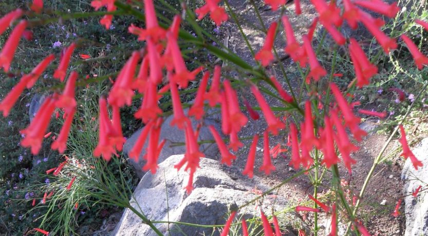 Photo of wildflowers in Israel to illustrate the article Consider the Lilies: Seven Lessons From Wildflowers