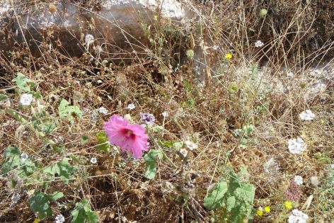 <p>More wildflowers in Israel (photo by Becky Bennett).</p>