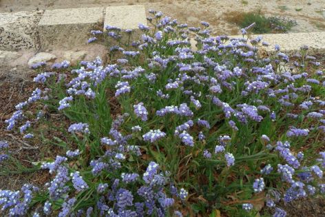 <p>Even more wildflowers in Israel (photo by Becky Bennett).</p>