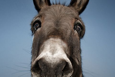 A close-up photo of a donkey's face to illustrate the article Somebody Else’s Problem (or, The Donkeys Were Never the Point).