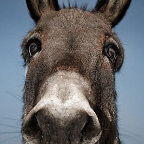 Somebody Else’s Problem (or, The Donkeys Were Never the Point)