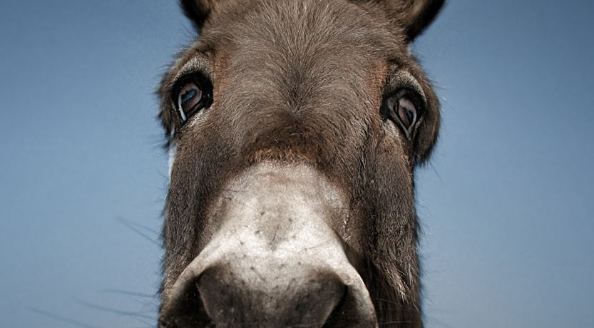 A close-up photo of a donkey's face to illustrate the article Somebody Else’s Problem (or, The Donkeys Were Never the Point).