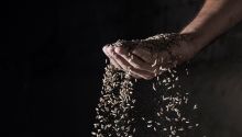 Photo of grain spilling out of a hand to illustrate the article Learning From the Parable of the Rich Fool 