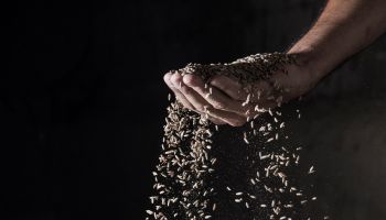 Photo of grain spilling out of a hand to illustrate the article Learning From the Parable of the Rich Fool 