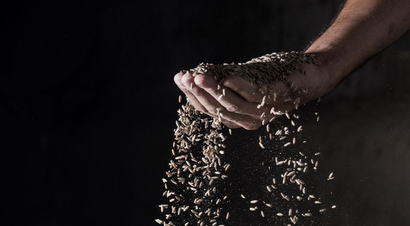 Photo of grain spilling out of a hand to illustrate the article Learning From the Parable of the Rich Fool 