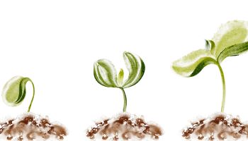 Graphic of a seed growing, showing three stages of growth, to illustrate the article 