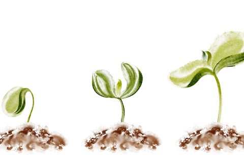 Graphic of a seed growing, showing three stages of growth, to illustrate the article 
