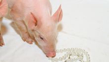 Photo of a piglet looking at a string of pearls to illustrate the article Do Not Cast Pearls Before Swine