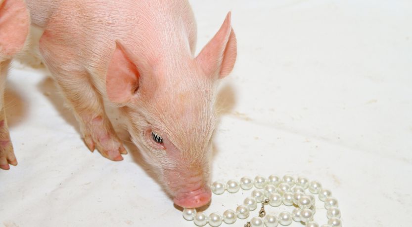 Photo of a piglet looking at a string of pearls to illustrate the article Do Not Cast Pearls Before Swine