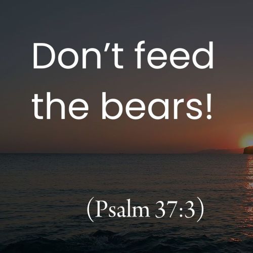 Don’t Feed the Bears! (Psalm 37:3)