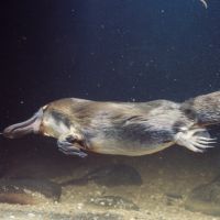 The Duck-Billed Platypus: A Wonder of God’s Creation