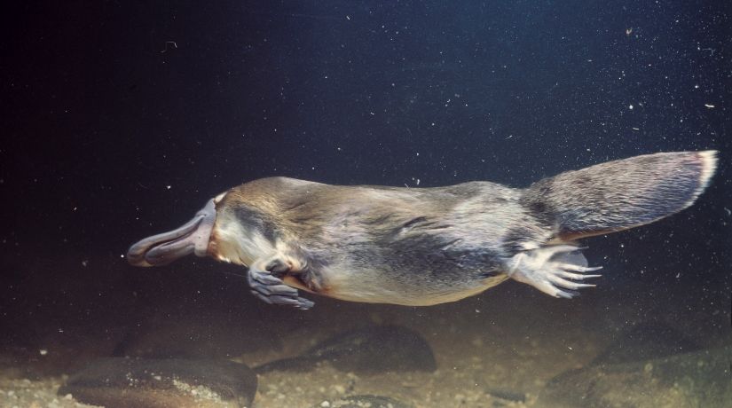 The Duck-Billed Platypus: A Wonder of God's Creation