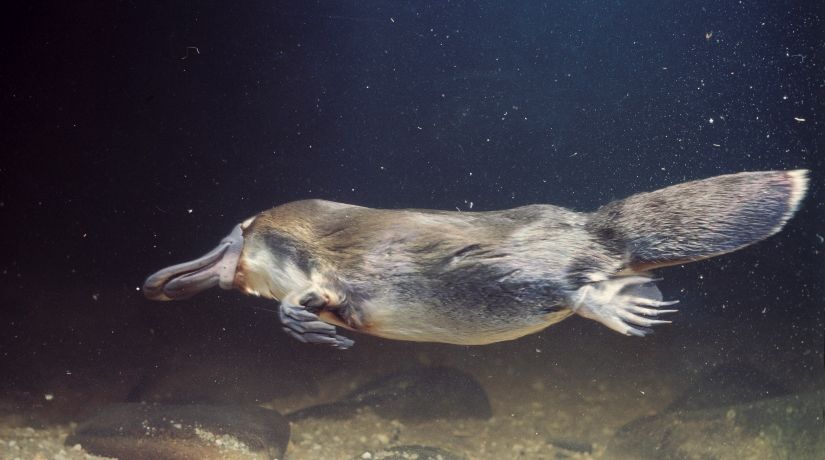 The Duck-Billed Platypus: A Wonder of God’s Creation