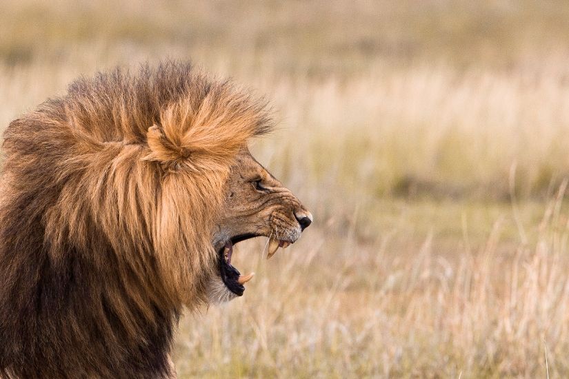 When the Lion Roars: How to Overcome Temptation