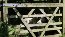 Photo of sheep behind a gate to illustrate the article “I Am the Door of the Sheep”