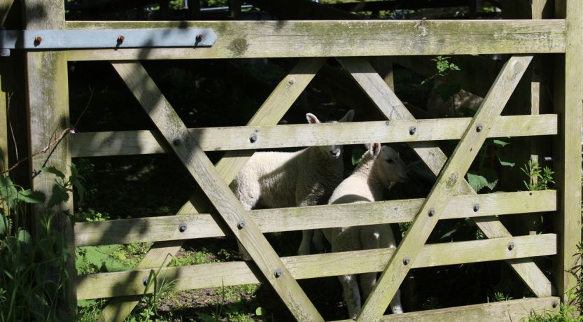 Photo of sheep behind a gate to illustrate the article “I Am the Door of the Sheep”