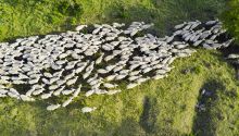 Photo from above of a flock of sheep to illustrate the article “I Am the Good Shepherd.”