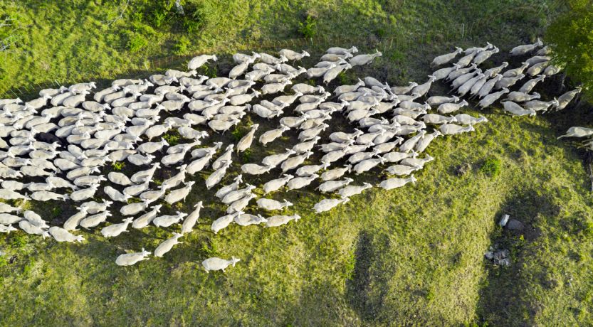 Photo from above of a flock of sheep to illustrate the article “I Am the Good Shepherd.”