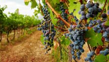 Photo of grapes in a vineyard to illustrate the article “I Am the True Vine”