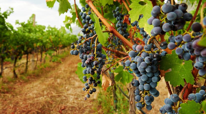 Photo of grapes in a vineyard to illustrate the article “I Am the True Vine”