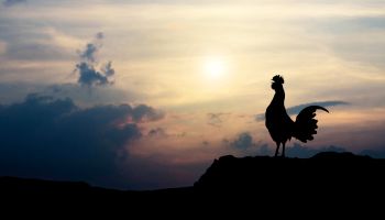 Photo of a rooster at sunrise to illustrate the article 