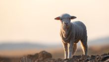 Photo of a lamb, to illustrate the article Jesus and Passover: How Did Passover Change Under the New Covenant?