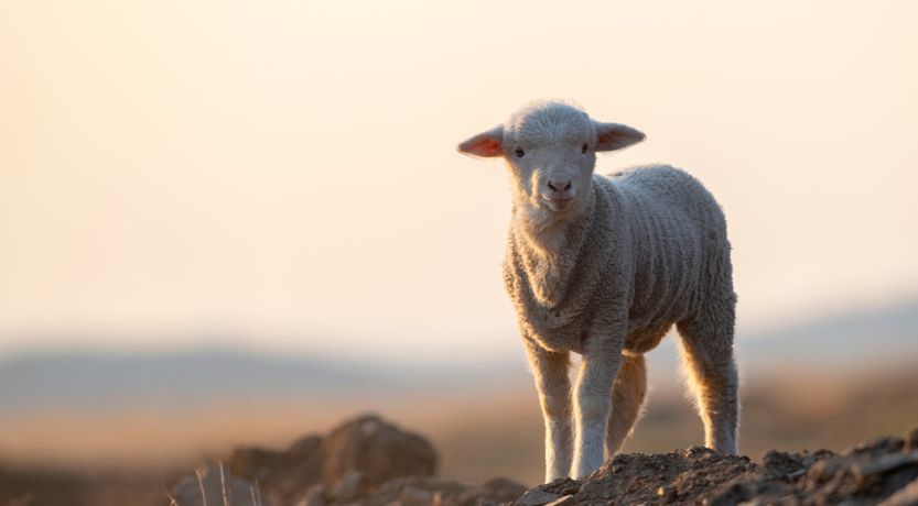 Photo of a lamb, to illustrate the article Jesus and Passover: How Did Passover Change Under the New Covenant?