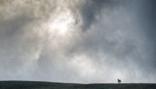 Photo of a lone sheep in the distance to illustrate the article Learning From the Parable of the Lost Sheep