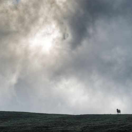 Learning From the Parable of the Lost Sheep