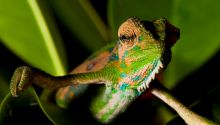 A Lesson From a Chameleon: Conformed vs. Transformed