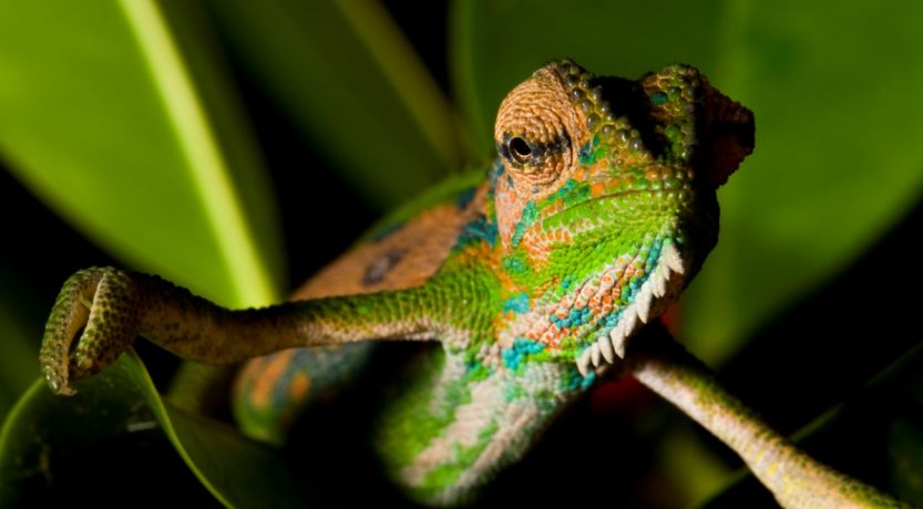 A Lesson From a Chameleon: Conformed vs. Transformed