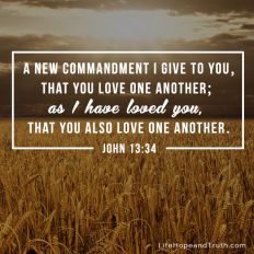 A new commandment I give to you,
that you love one another; 
as I have loved you, 
that you also love one another.