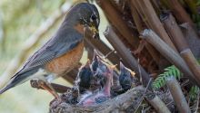 Parenting Lessons From a Baby Bird