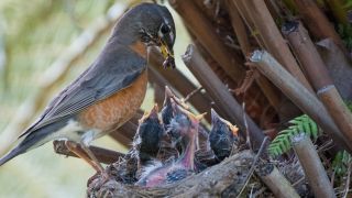 Parenting Lessons From a Baby Bird