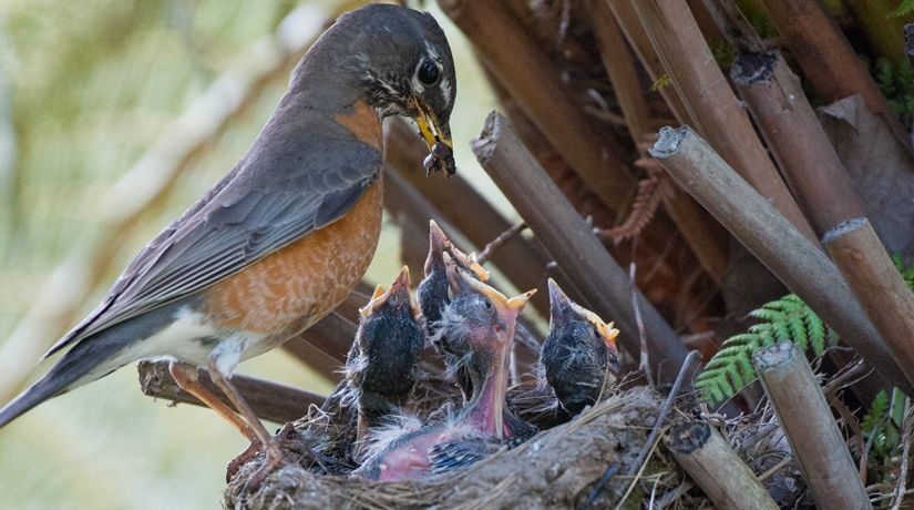 baby birds feeding in nest