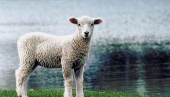 Did Jesus Replace the Passover? (Photo representing a Passover lamb.)