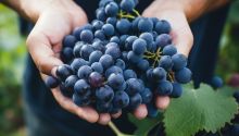 Close-up of male hands holding a bunch of dark blue grapes to illustrate the article  The Parable of the Vineyard Workers. Lightstock.com/LoginovVados