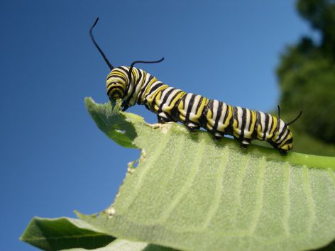 The Caterpillar Stage 