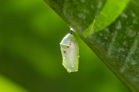 The Chrysalis Stage