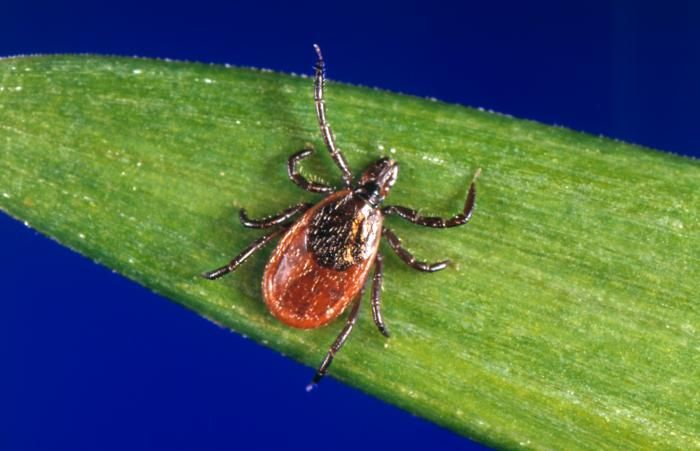 Why Did God Make Ticks?