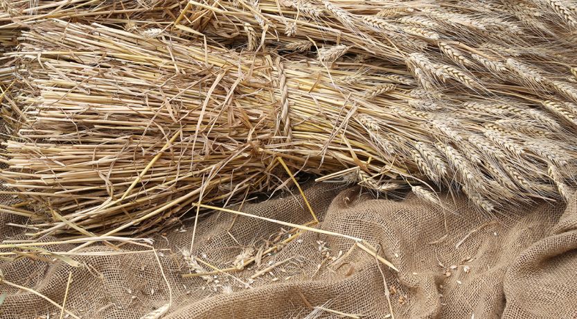 Harvested grain to illustrate Jesus’ Mission and Purpose to reap a spiritual harvest