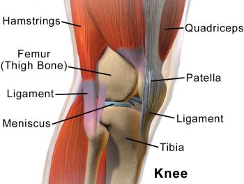 <p>The amazing anatomy of the knee (graphic: Blausen.com staff, CC by 3.0).</p>
