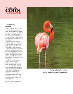 American Flamingo